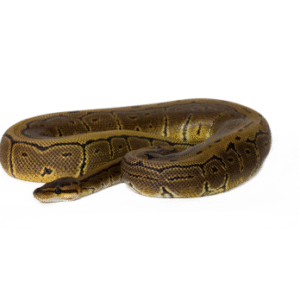 Pinstripe Ball Python for Sale