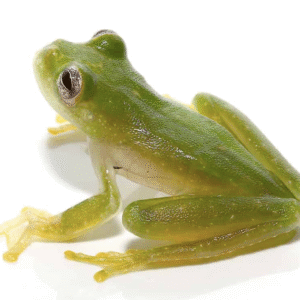 Powdered Glass Tree Frog For Sale