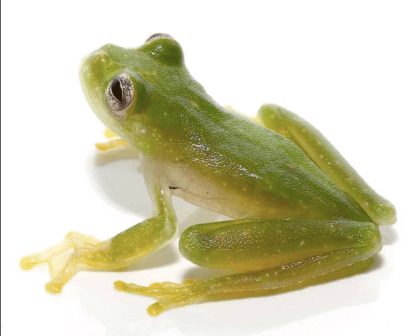 Powdered Glass Tree Frog For Sale