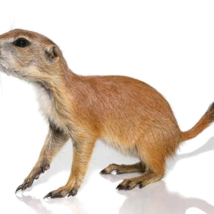 Prairie Dog For Sale