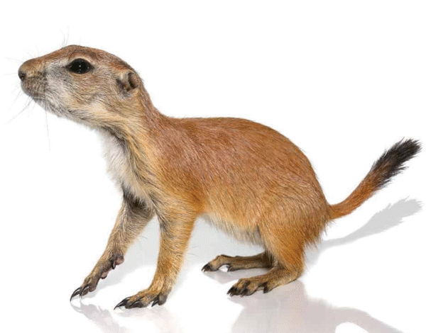 Prairie Dog For Sale