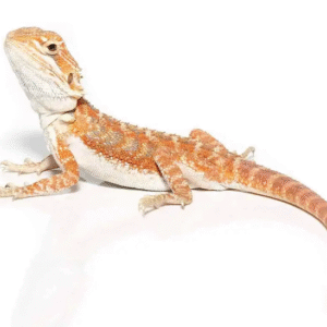 Pumpkin Spice Bearded Dragon For Sale