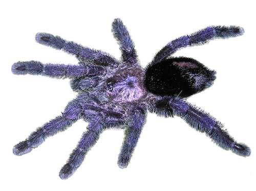 Purple Pink Toe Tarantula for Sale