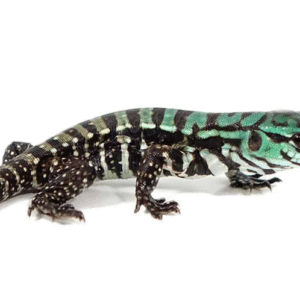 Purple Tegu For Sale