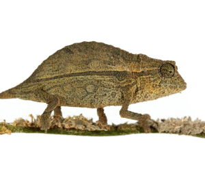 Pygmy Chameleon for Sale