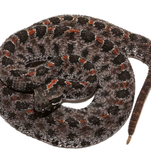 Pygmy Rattlesnake For Sale