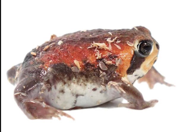 Rain Frog for Sale