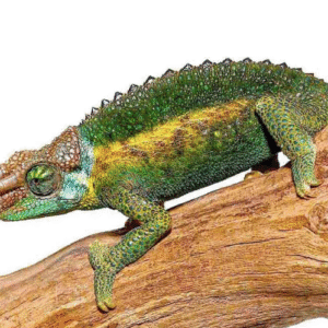 Rainbow Jackson’s Chameleon For Sale