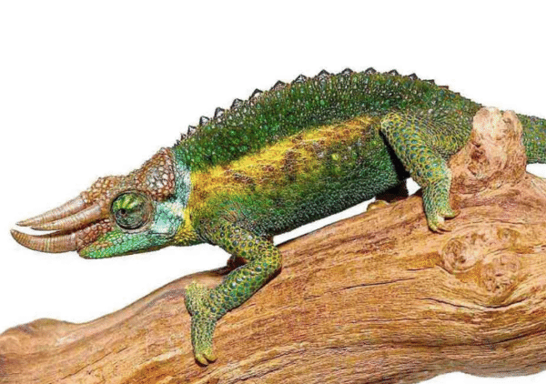 Rainbow Jackson’s Chameleon For Sale
