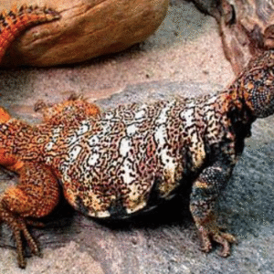 Rainbow Uromastyx for Sale