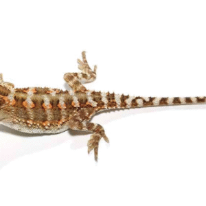 Rankin’s Dragon For Sale