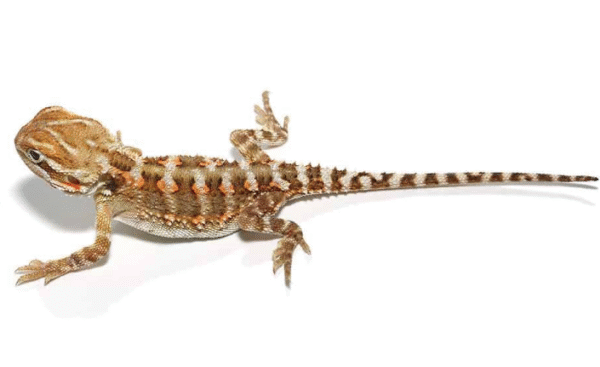 Rankin’s Dragon For Sale
