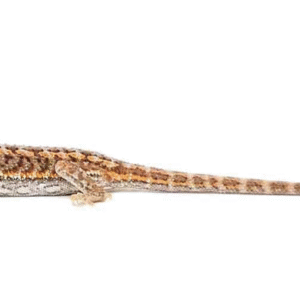 Red Bearded Dragon For Sale