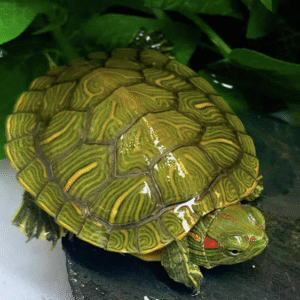 Red Eared Slider Turtle for Sale