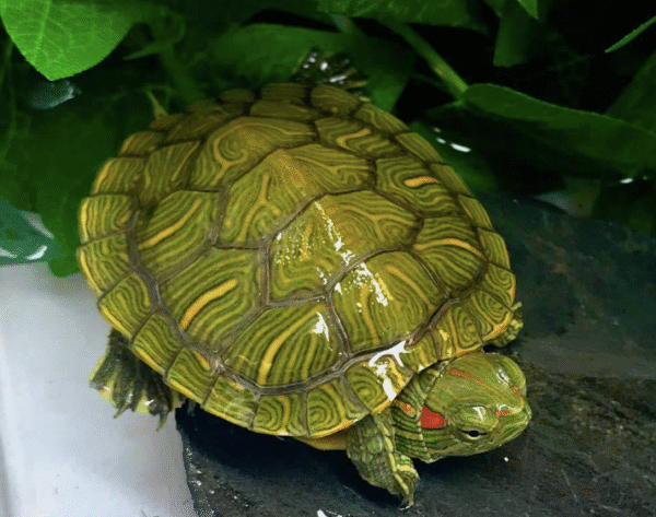 Red Eared Slider Turtle for Sale