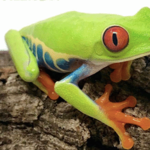 Red Eye Tree Frog for Sale