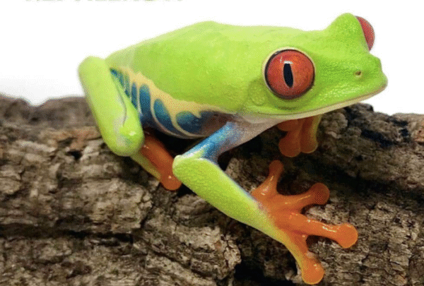 Red Eye Tree Frog for Sale