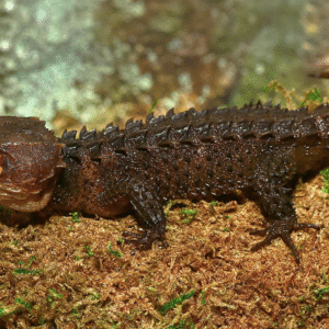 Red Eyed Crocodile Skink for Sale