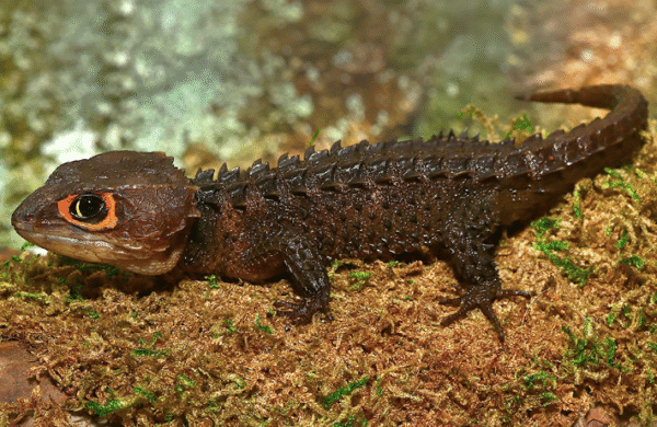 Red Eyed Crocodile Skink for Sale