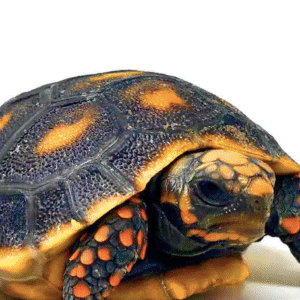 Red Foot Tortoise for Sale