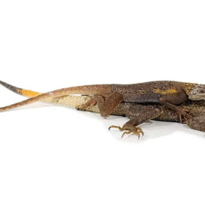 Red Headed Agama For Sale