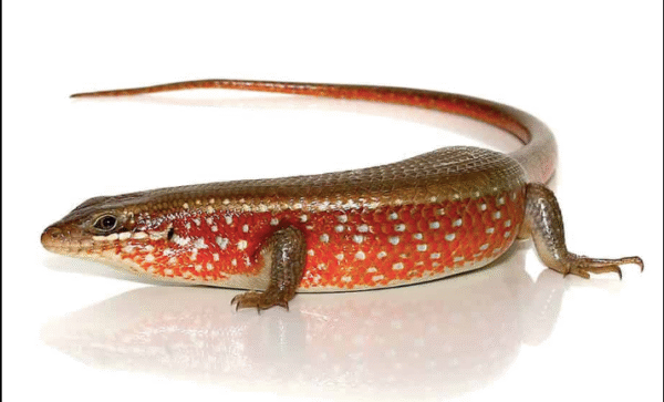 Red Sided Skink For Sale - Reptiles Heaven