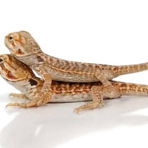 Red Silky Bearded Dragon for Sale