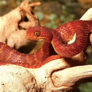 Red Squamigera Bush Viper For Sale