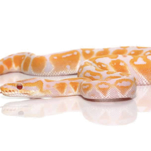 Reptiles For Sale - Reptiles Heaven
