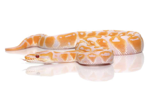 Reptiles For Sale - Reptiles Heaven