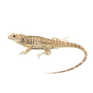 Rhino Iguana For Sale