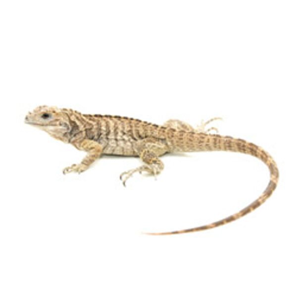 Rhino Iguana For Sale