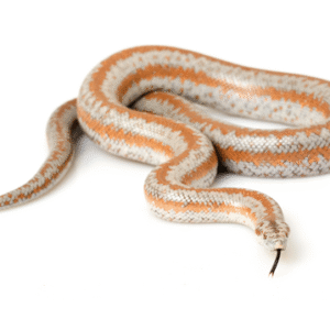 Rosy Boa for Sale