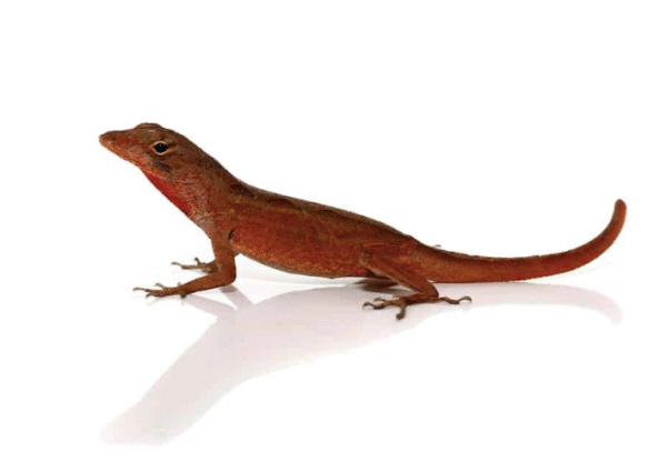 Ruby Red Anole For Sale