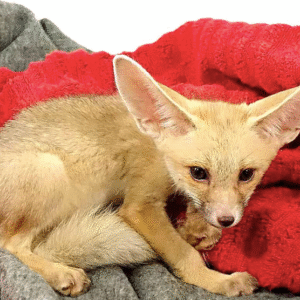 Ruppell’s Fox For Sale