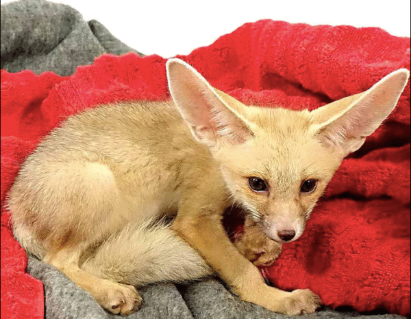 Ruppell’s Fox For Sale