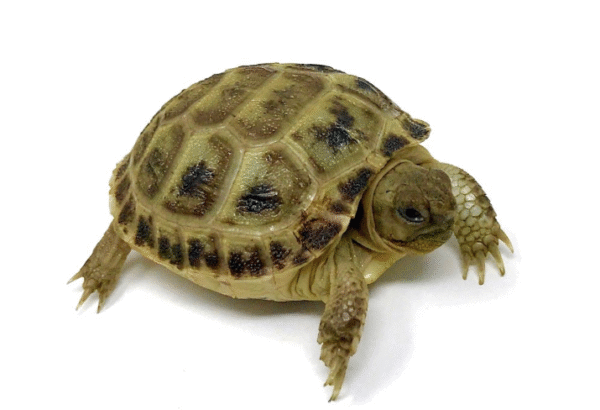Russian tortoise For Sale