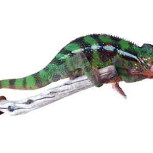 Sambava Panther Chameleon for Sale
