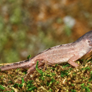 Scaleless Head Anole For Sale