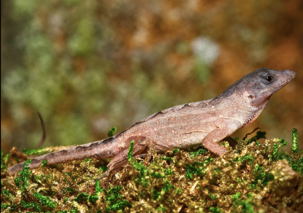 Scaleless Head Anole For Sale