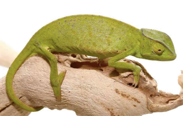 Senegal Chameleon for Sale