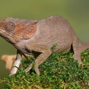 Short Horned Chameleon For Sale