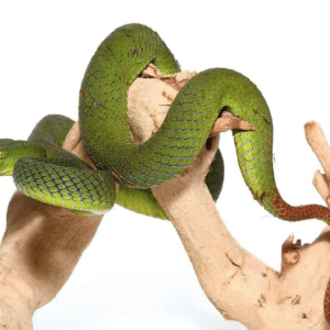 Siamese Peninsula Pit viper For Sale