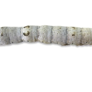 Silkworms for Sale