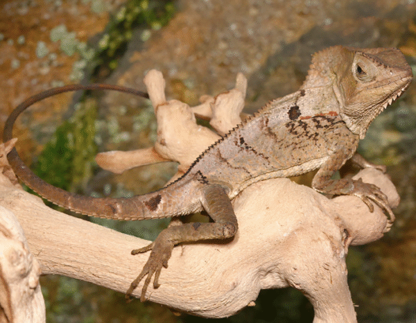 Smooth Helmeted Iguana For Sale