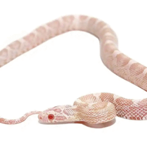 Snow Corn snake For Sale