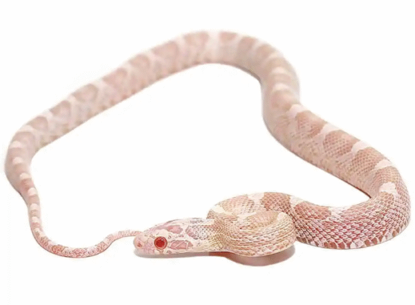 Snow Corn snake For Sale