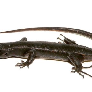 Solomon Island Black Tree Skink For Sale