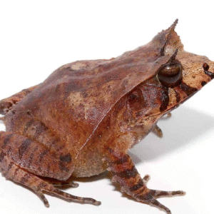 Solomon Island Eyelash Frog For Sale