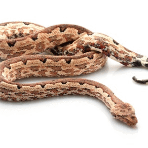 Solomon Island Ground Boa for Sale